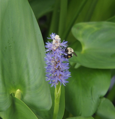 [This flower has a multitude of small purple blooms in a cone shape at the end of the stem. There are lots of long thin stamen. A bee which has black wings, a pale yellow upper, and a black and yellow rest of the body is perched amid the purple.]